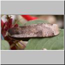 Noctua pronuba -  Eule - Hausmutter 02b.jpg